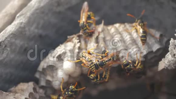 黄蜂虫屋脊下害虫黄蜂的生活方式巢野生黄蜂慢动作视频过敏咬人视频的预览图
