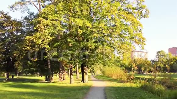 公园里的秋天树木和草视频的预览图