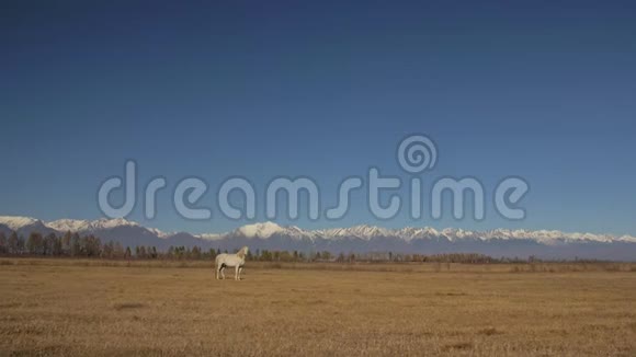 走路和跑马白马在牧群的背景下缓缓移动在马背上奔跑视频的预览图