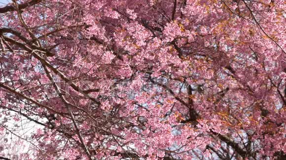粉红色的樱花花树开了视频的预览图