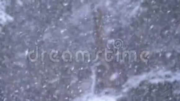 冬季松林降雪圣诞树飘雪慢动作视频的预览图