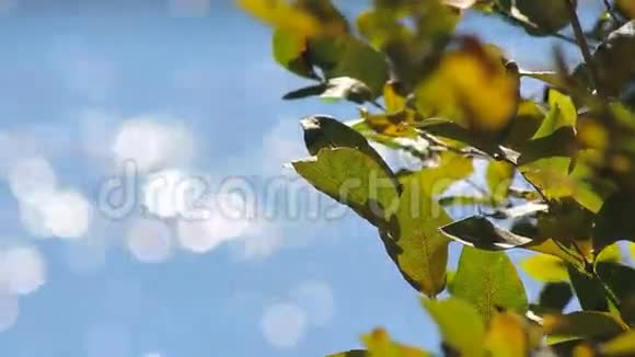 背景树的叶子视频的预览图