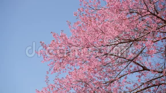 蓝天上樱花视频的预览图