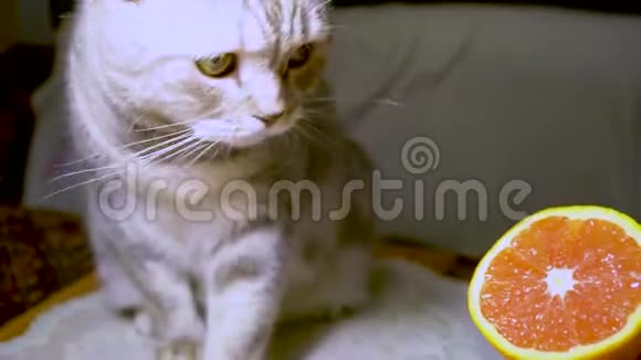 苏格兰品种的家养猫视频的预览图