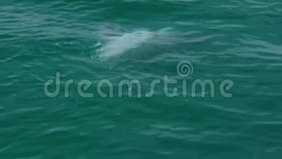 海豚的慢镜头视频的预览图