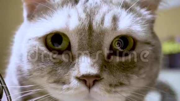 苏格兰品种的家养猫视频的预览图