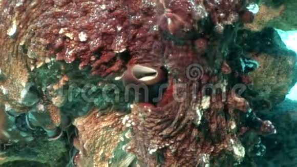 伪装八爪鱼水下红海视频的预览图