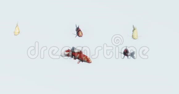 一组彩色鱼游泳3D卡通动物视频的预览图