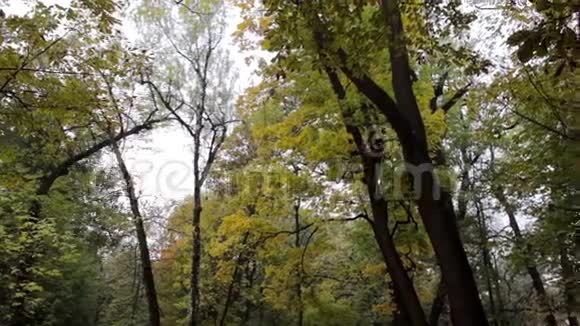 树林里的秋天视频的预览图