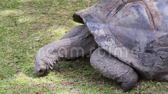 塞舌尔居里乌斯岛一只巨型乌龟特写镜头视频的预览图