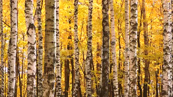 秋天白桦林中的风飘落的黄叶视频的预览图