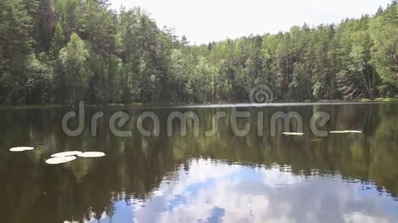 湖中森林的倒影视频的预览图