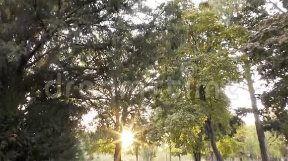 公园里的秋天树木和草视频的预览图