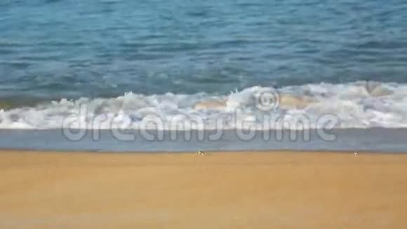 沙滩上的沙蟹视频的预览图