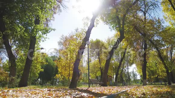 秋天公园里五颜六色的叶子视频的预览图