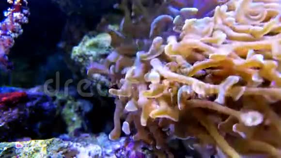 充满活力的珊瑚视频的预览图