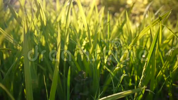 绿草大阳光透过青草的叶子美丽的背景春天视频的预览图