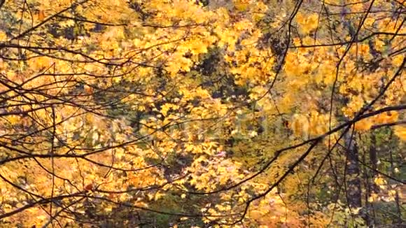 秋天枫林中的风飘落的黄枫叶视频的预览图