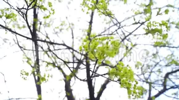 春天的绿树视频的预览图