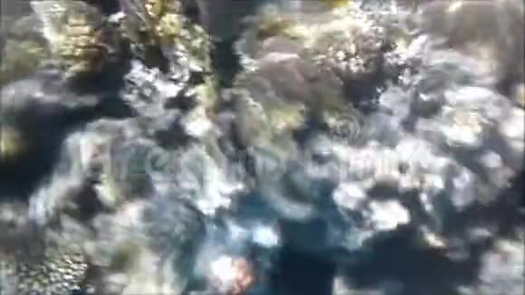 在埃及的珊瑚礁上潜水视频的预览图