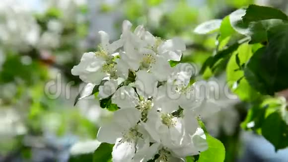 苹果园开着白花视频的预览图