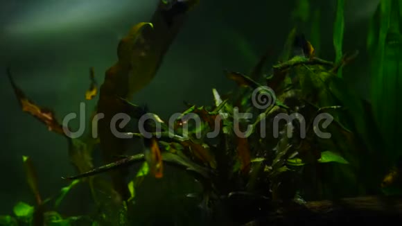 家庭水族馆中的鱼类和海洋植物五颜六色的鱼缸装满了石头木枝海藻视频的预览图