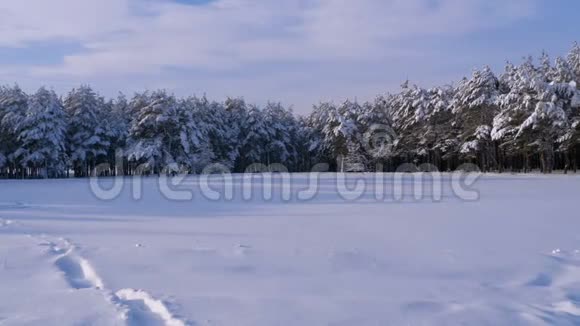 冬天的松林白雪覆盖的圣诞树视频的预览图