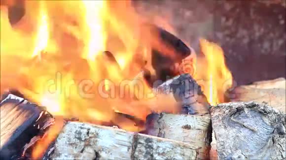 背景篝火用桦木烧火视频的预览图