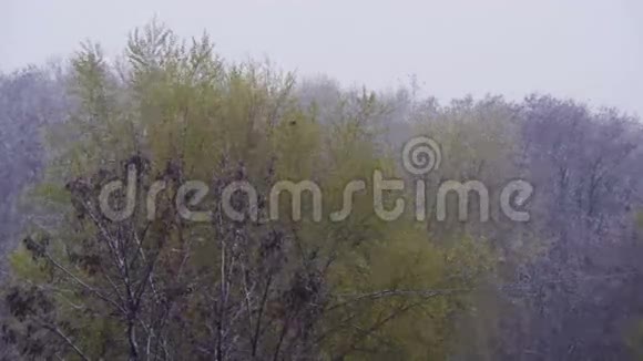 四月北方的旋风大雪席卷绿树视频的预览图