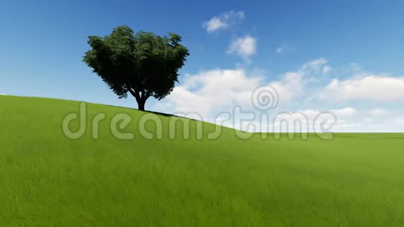 草地上的一棵树视频的预览图