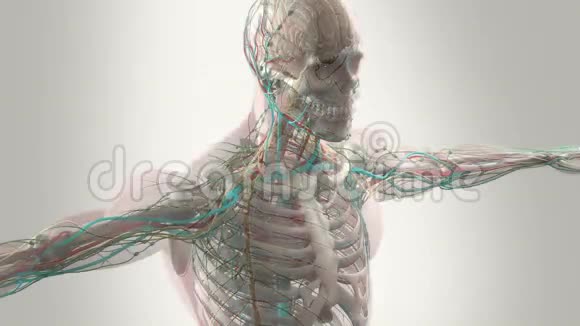 人体解剖动画显示头部和躯干视频的预览图