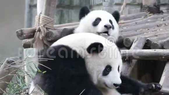 熊猫小熊正在和妈妈玩耍中国成都视频的预览图
