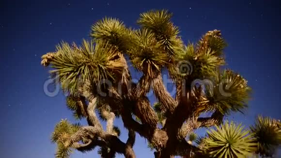 满月之夜约书亚树时光流逝斜盘视频的预览图