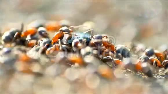 蚁群腐烂吃甲壳虫视频的预览图