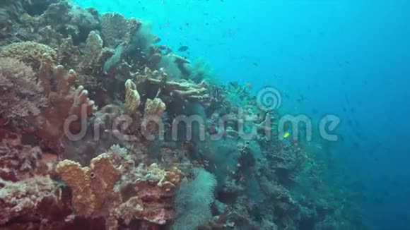 珊瑚礁的边缘4k视频的预览图