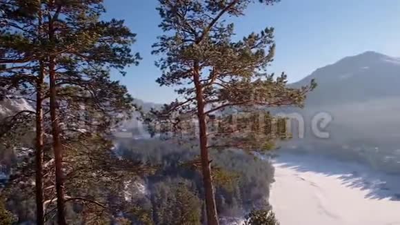 山顶上的松树从山上看视频的预览图