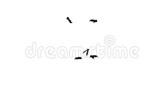 蝙蝠在白色背景上孤立飞行视频的预览图