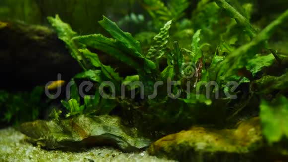 家庭水族馆中的鱼类和海洋植物五颜六色的鱼缸装满了石头木枝海藻视频的预览图