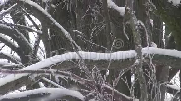 白雪覆盖了老树视频的预览图