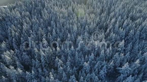 雪覆盖云杉林的空中景观视频的预览图