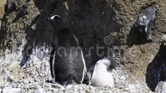 登图企鹅上巢视频的预览图