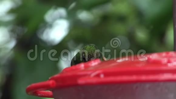 猕猴桃鸟在加拉帕戈斯群岛喝花蜜视频的预览图