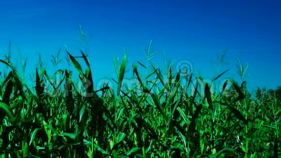 在阳光明媚的日子里充满活力的玉米地在风中飘扬视频的预览图