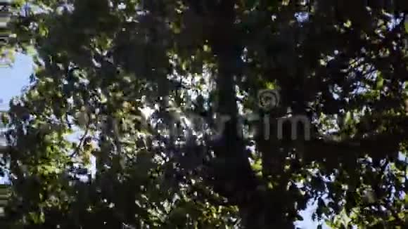 太阳的光穿过树枝视频的预览图
