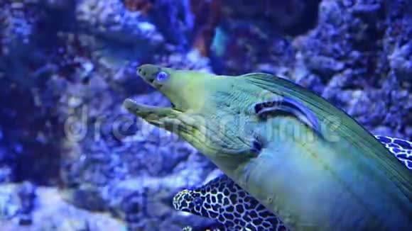 水族馆内大型海洋鱼类特写水下生物视频的预览图