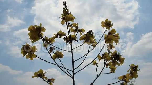 黄花和天空视频的预览图