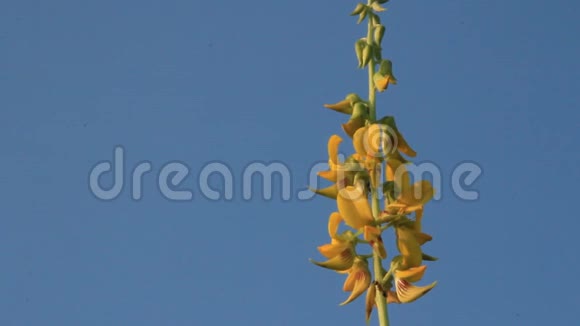 黄花和天空视频的预览图