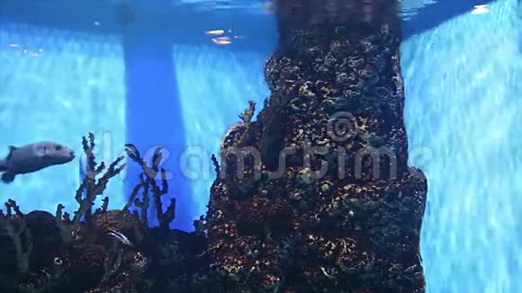 水族馆内大型海洋鱼类特写水下生物视频的预览图