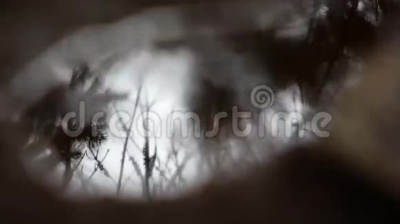 水坑里的倒影视频的预览图