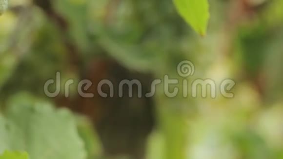绿色葡萄视频的预览图